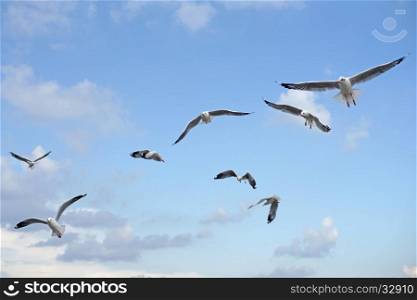 group of flying seagull bird on beautiful sky background