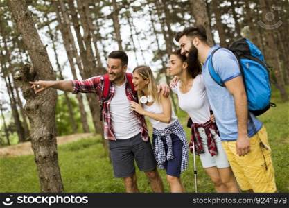 Group of four friends hiking together through a forest at sunny day
