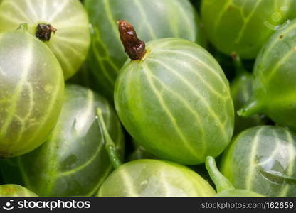 Group of fresh ripe green gooseberries, close up background.