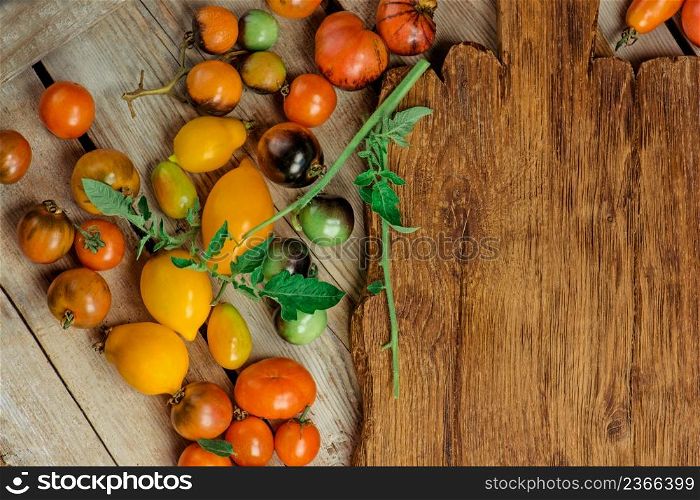 Group of fresh tomatoes. Tomatoes of different colors and types on wooden background. Organic industry and eco farming. Empty copy space. Variety fresh colorful tomatoes. Organic farming is eco friendly
