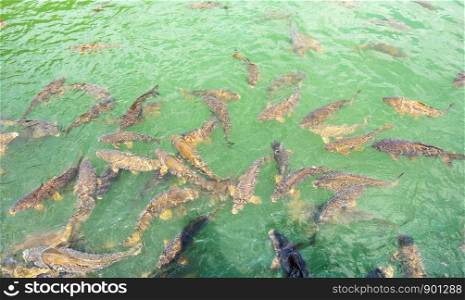Group of freshwater carp in the pond