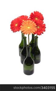 Group of gerberas on a white background