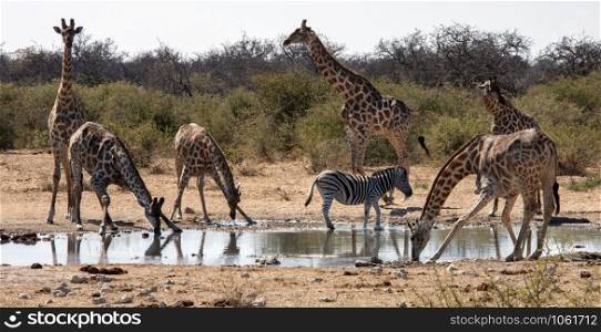 Group of Giraffe and a zebra at a waterhole in Etosha National Park in Namibia, Africa.