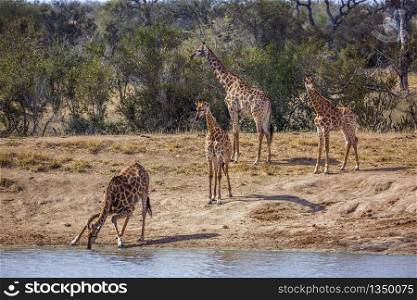 Group of Giraffes on lake side in Kruger National park, South Africa ; Specie Giraffa camelopardalis family of Giraffidae. Giraffe in Kruger National park, South Africa