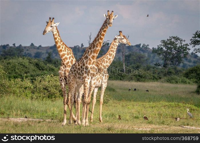 Group of Giraffes standing in the grass in the Chobe National Park, Botswana.