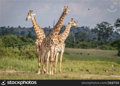 Group of Giraffes standing in the grass in the Chobe National Park, Botswana.
