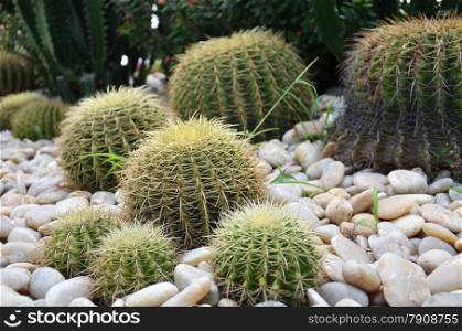 Group of globe shape cactus grow in the rocky environment.. Globe shape cactus