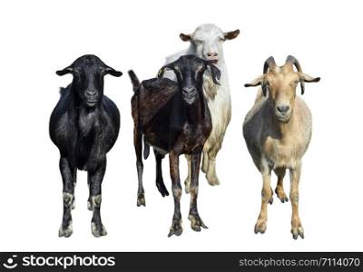 Group of goats isolated on white. Goats standing full length and looking in camera. Farm animals. Group of goats isolated on white