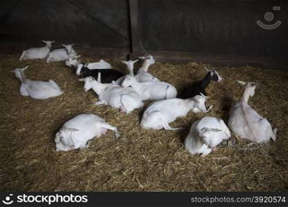 group of goats lies on the floor of dutch stable on straw