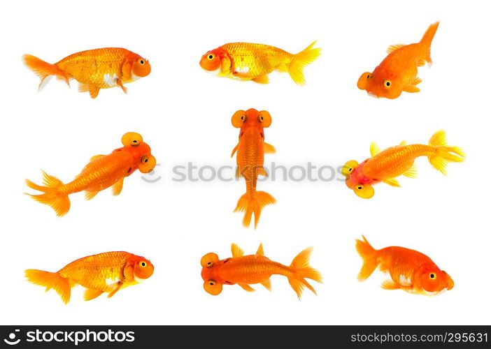 Group of goldfish and bubble eye goldfish isolated on a white background. Animal. Pet.