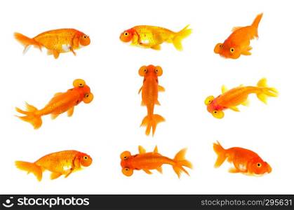 Group of goldfish and bubble eye goldfish isolated on a white background. Animal. Pet.