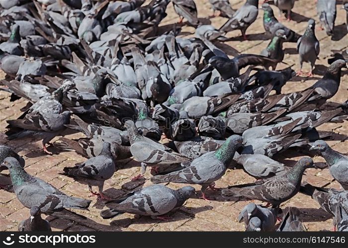 Group of gray pigeons on city street