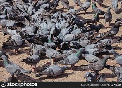 Group of gray pigeons on city street