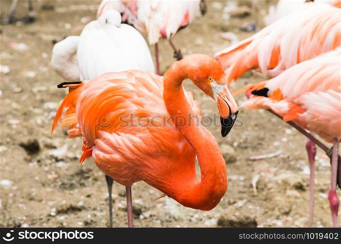 Group of greater flamingos wading in the water