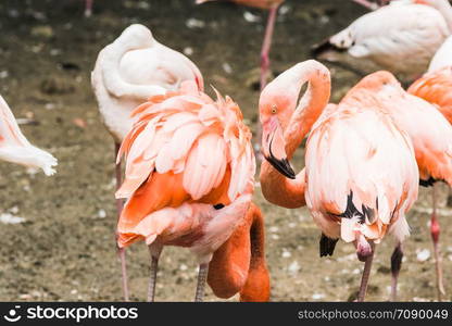 Group of greater flamingos wading in the water