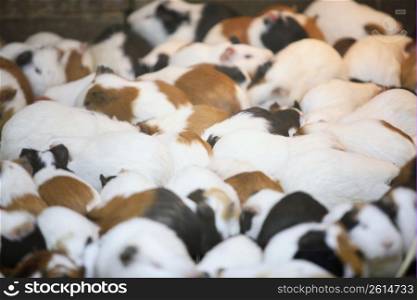 group of guinee pigs