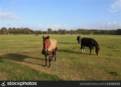 Group of horses in a green meadow