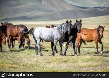 Group of horses on pasturage looking at camera
