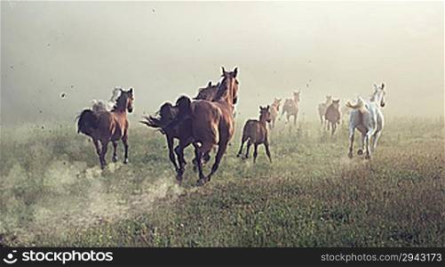 Group of horses on the meadow at the morning