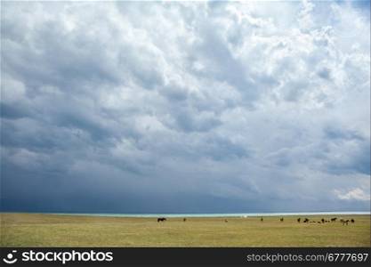 Group of horses pasturing under stormy clouds near lake