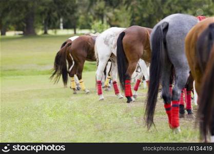 Group of horses standing in a row