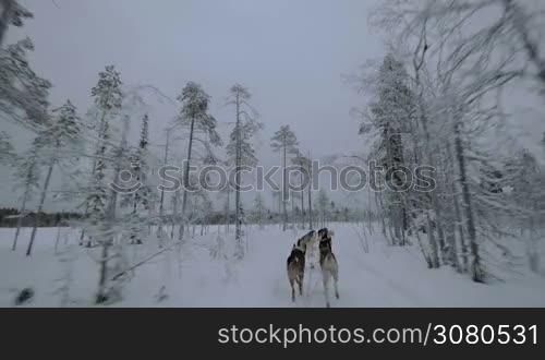 Group of husky dogs pulling sledge in winter forest. View from the moving sled. Traveling in the north, Finland