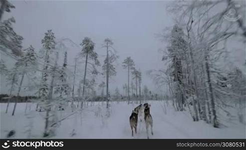 Group of husky dogs pulling sledge in winter forest. View from the moving sled. Traveling in the north, Finland