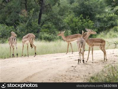 group of impalas in kruger national park south africa