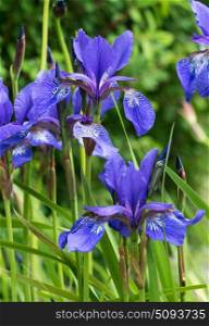 Group of iris in bloom in England