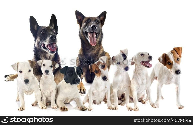 group of jack russel terrier and malinois in front of white background