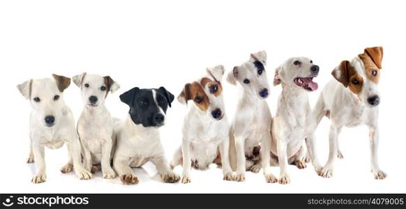 group of jack russel terrier in front of white background