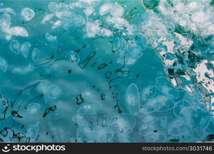 Group Of Jellyfish . Group Of Light Blue Jellyfish in the sea