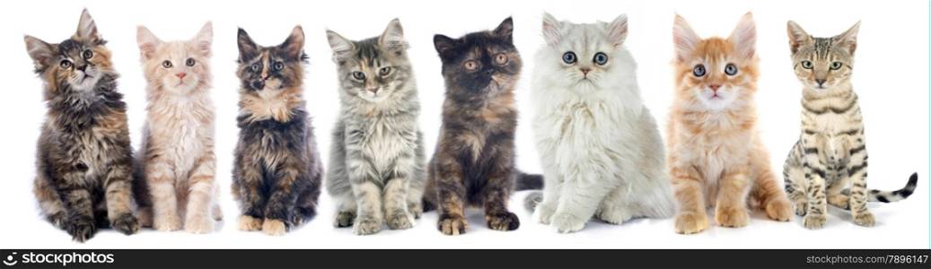 group of kitten in front of white background