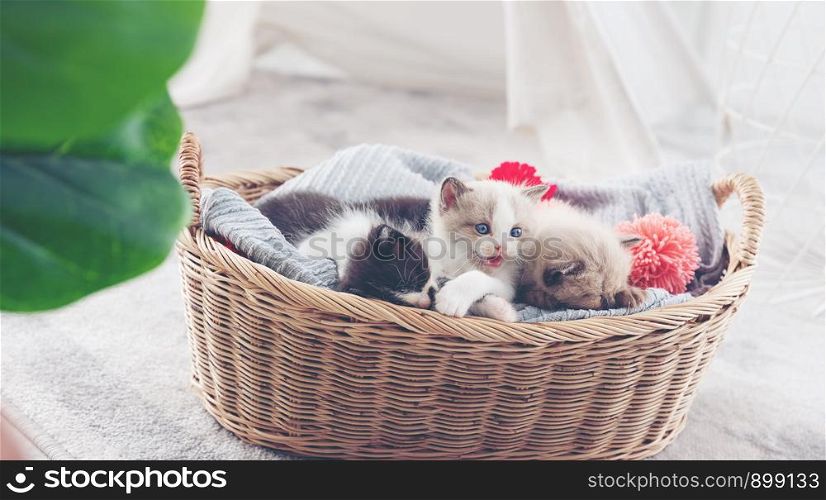 Group of kitten sleep in the wooden basket
