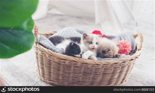 Group of kitten sleep in the wooden basket