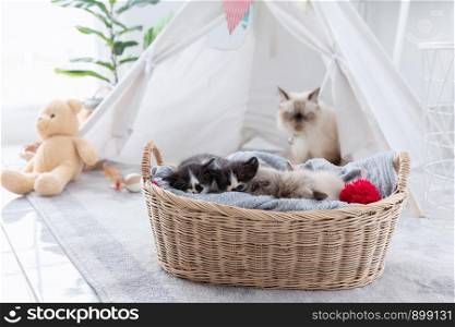 Group of kitten sleep in the wooden basket with her mother at behind.
