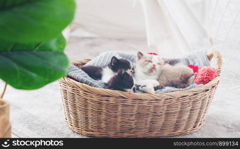 Group of kitten sleep in the wooden basket with her mother at behind.