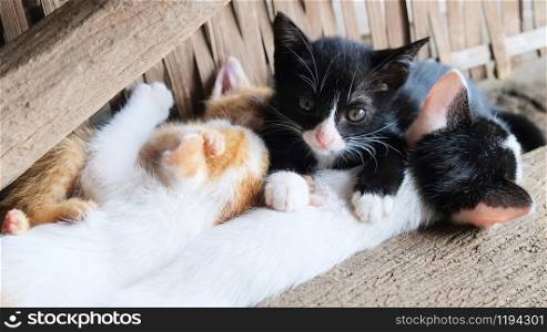 Group of kittens playing in the country house / Cute little cats multicolor lying on wooden floor