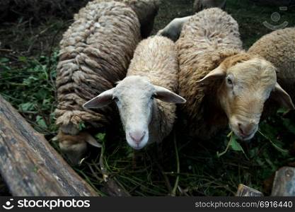group of lamb in paddock of farm