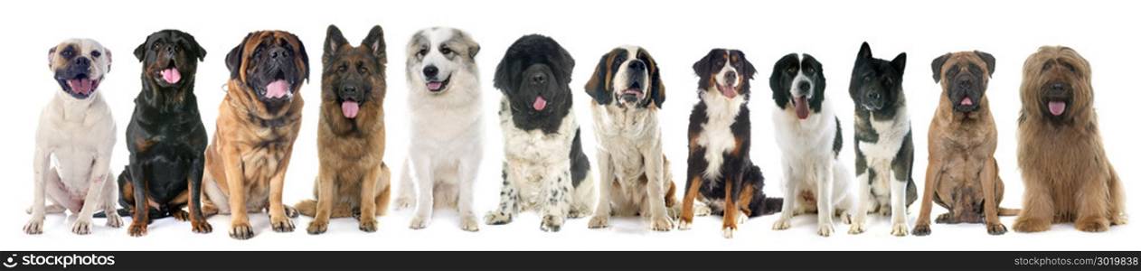 group of large dogs in front of white background