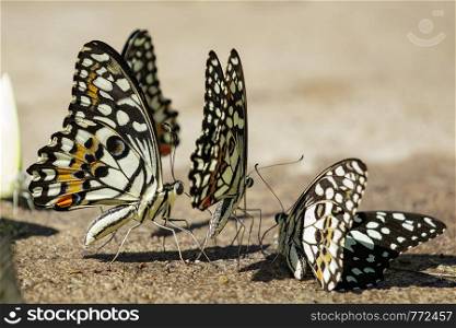 Group of lime butterfly(Papilio demoleus) on the ground. Insects. Animals.