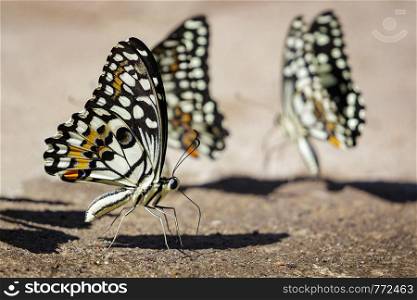Group of lime butterfly(Papilio demoleus) on the ground. Insects. Animals.
