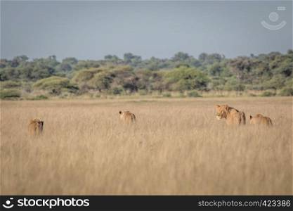 Group of Lions in the high grass in the Central Khalahari, Botswana.