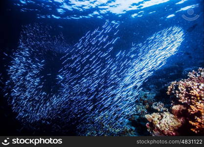 Group of little fishes swimming under water, blue transparent sea, abstract natural background, beauty of marine life