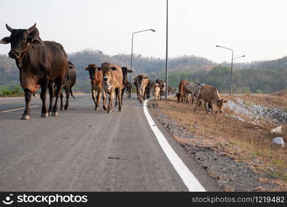 Group of many cows is walking on the concrete road in Thailand