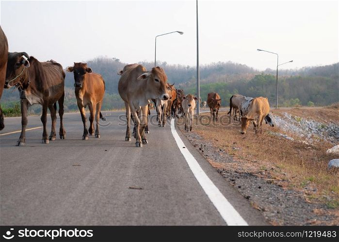 Group of many cows is walking on the concrete road in Thailand