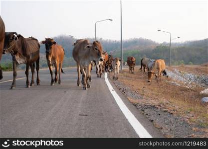 Group of many cows is walking on the concrete road in Thailand
