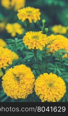 group of marigold flower (Vintage filter effect used)
