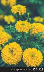 group of marigold flower (Vintage filter effect used)
