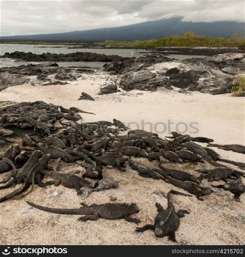 Group of Marine iguanas (Amblyrhynchus cristatus) on the beach, Punta Espinoza, Fernandina Island, Galapagos Islands, Ecuador